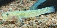 Gobie du désert Chlamydogobius eremius