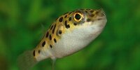 Tetraodon Nigroviridis