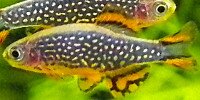 Danio margaritatus