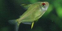 Tétra citron Hyphessobrycon pulchripinnis