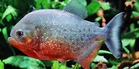 Piranha rouge Pygocentrus Nattereri