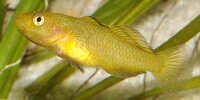Gobie Jaune Mugilogobius rexi