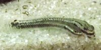 Gobie cobalt blue Stiphodon Semoni