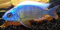 Protomelas Steveni