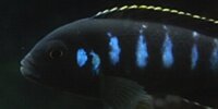 Pseudotropheus Elongatus