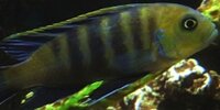 Cynotilapia sp. Lions Cove