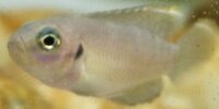 Neolamprologus Brevis