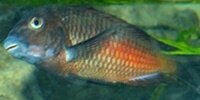 Tropheus sp. red Moliro