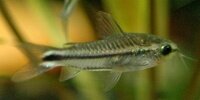 Corydoras pygmaeus