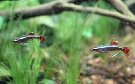Néon du pauvre Tanichthys albonubes