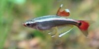 Néon du pauvre Tanichthys albonubes