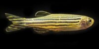 Danio rerio