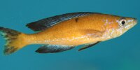 Cyprichromis microlepidotus
