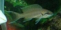 Princesse du Burundi Neolamprologus Brichardi