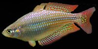 Melanotaenia splendida inornata