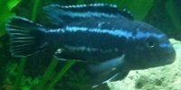 Melanochromis Johannii