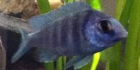 Placidochromis sp. Phenochilus Tanzania