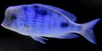 Cyrtocara moorii