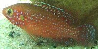 Hemichromis Lifalili