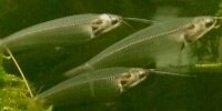 Silure de verre Kryptopterus bicirrhis