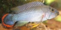 Apistogramma panduro