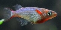 Oryzias Woworae