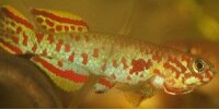 Fundulopanchax gardneri