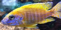Aulonocara Maleri