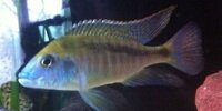 Mylochromis melanotaenia