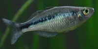 Melanotaenia lacustris