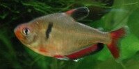 Hyphessobrycon eques