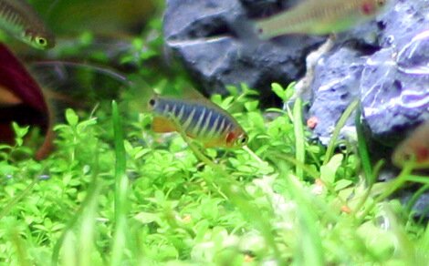Rasbora émeraude Danio erythromicron