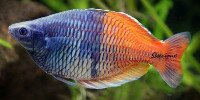 Melanotaenia boesemani