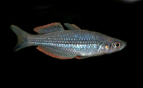 Melanotaenia exquisita
