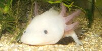 Axolotl Ambystoma mexicanum