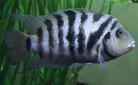 Nigro Amatitlania Nigrofasciata