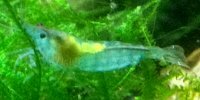 Neocaridina davidi var full rili blue