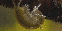 Gammare Gammarus pulex