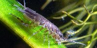Aselle Asellus aquaticus