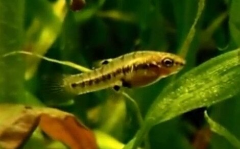 Poisson moustique Heterandria formosa