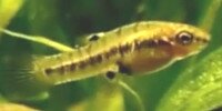 Heterandria formosa