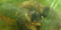 Planorbe géante Planorbarius corneus