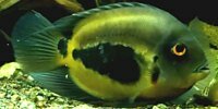 Uaru amphiacanthoides