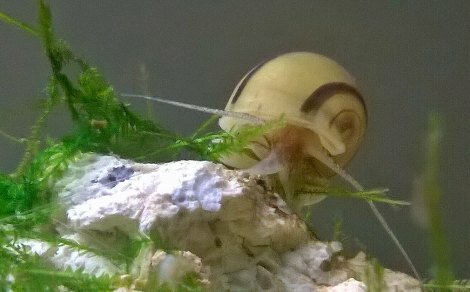 Asolene spixi