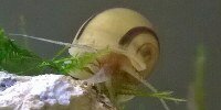 Asolene spixi