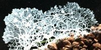 Myxomycètes Didymium sp.