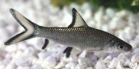 Requin argenté Balantiocheilus melanopterus