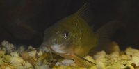 Corydoras splendens