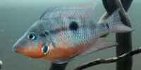 Thorichthys meeki