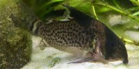 Corydoras leucomelas
